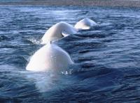 Trio of Beluga Whales