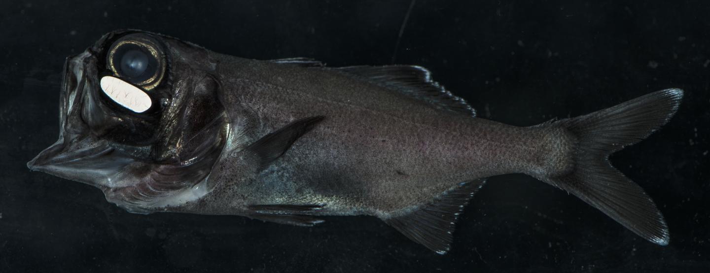 Flashlight Fish Use Bioluminescence to School at Night