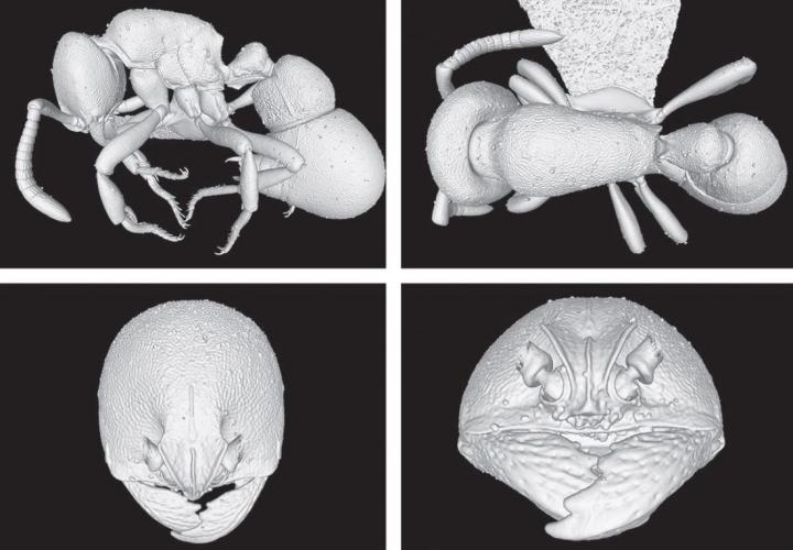 3D Model of the New Ant Species <em>Proceratium kepingmai</em>