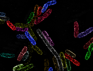 Clusters of the essential protein BamA in the outer membrane of the bacterium Escherichia coli.