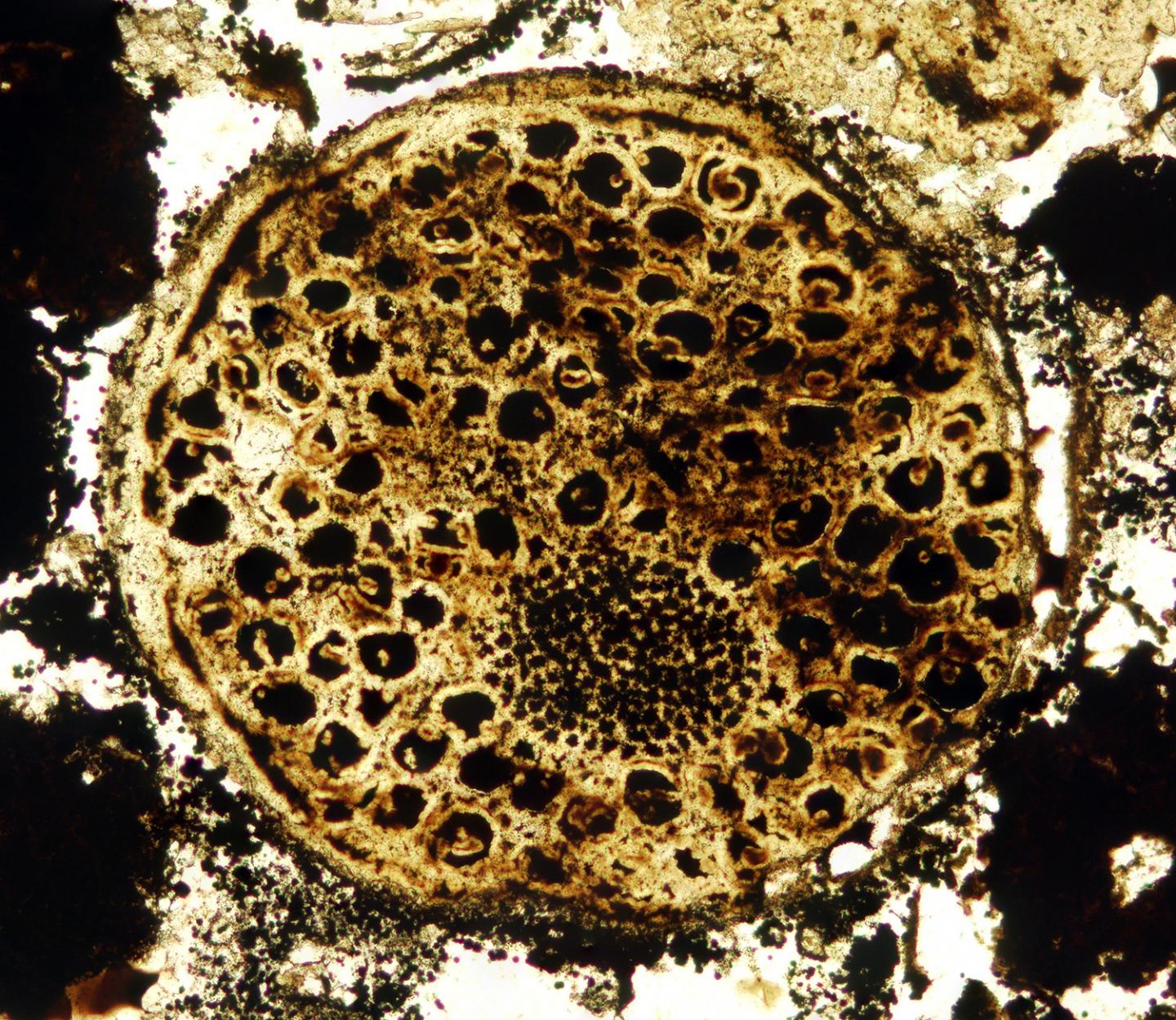 Cell Fossil