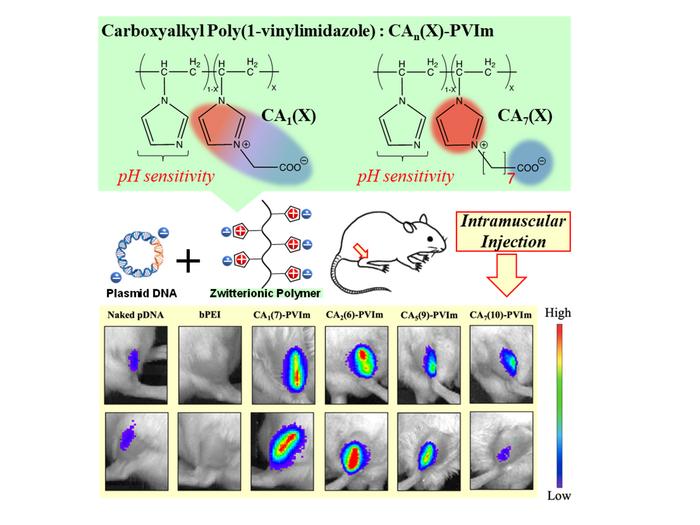 New zwitterionic polymer for delivery of plasmid DNA.