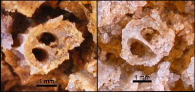 Examples of Asexual Reproduction of <i>Cloudina carinata</i>