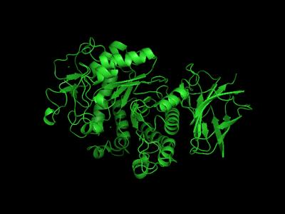 Understanding Enzymes