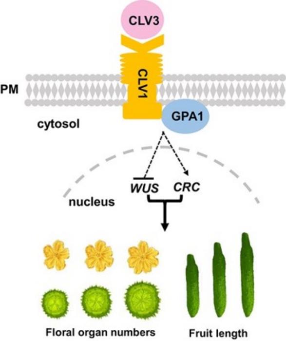 A model for the regulation of floral organ number and fruit length by CsGPA1 in the CLV signaling pathway.