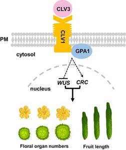 A model for the regulation of floral organ number and fruit length by CsGPA1 in the CLV signaling pathway.