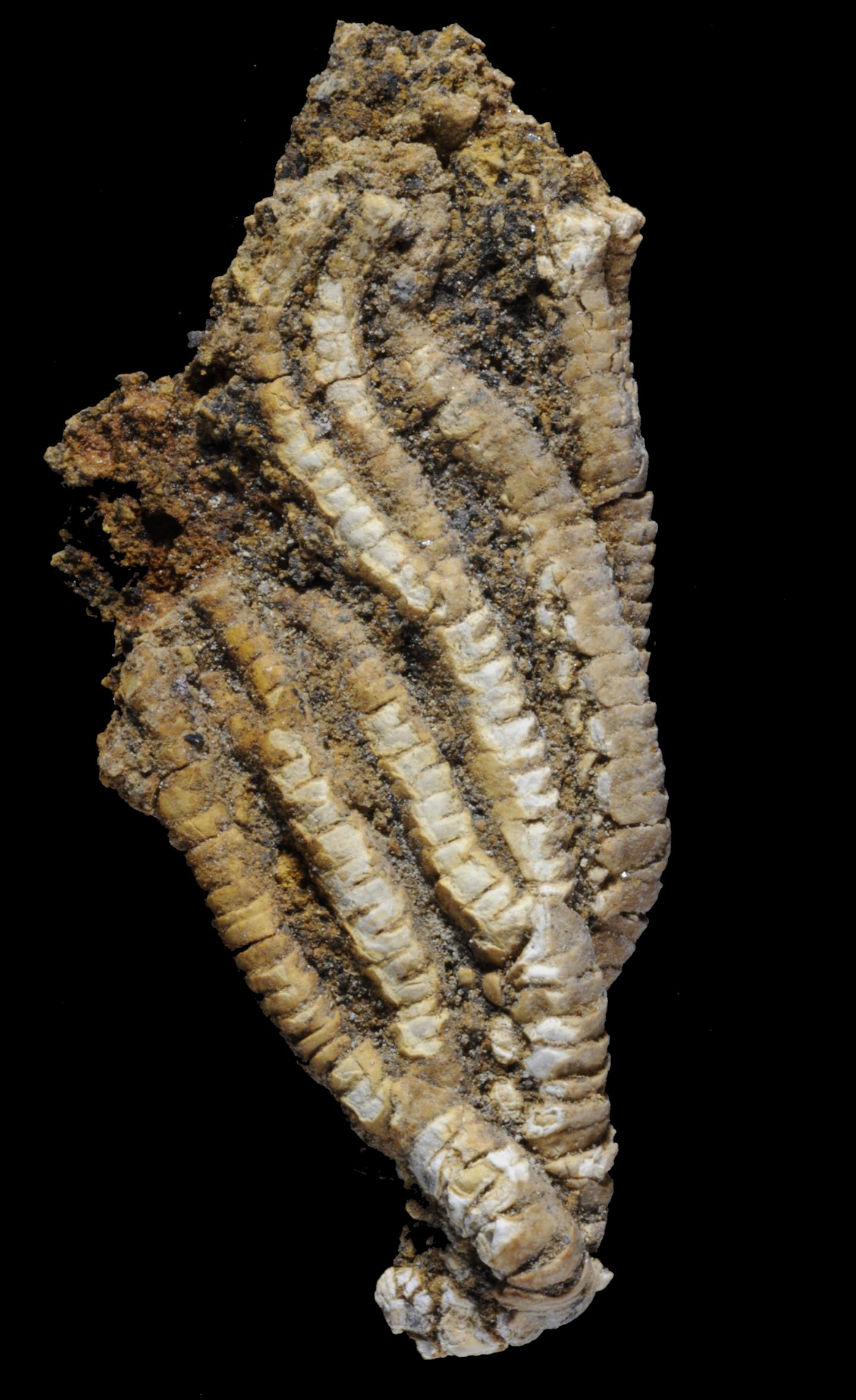 Fossilized Crinoid