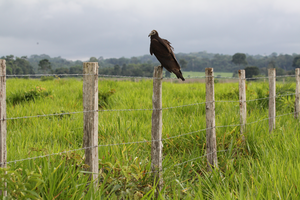Pasture in Santarem with juvenile turkey vulture