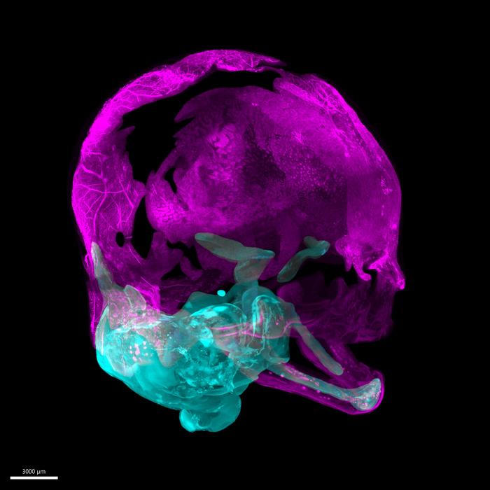 A 3D view of rendered images showing a developing skull