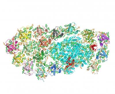 Overall Structure of the PSI-FCPI Supercomplex