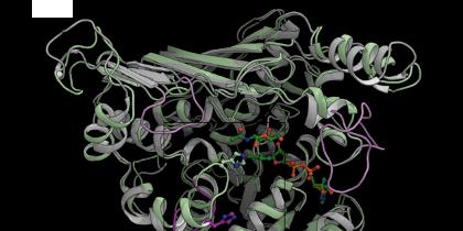 Discovery of Bacterial Enzyme Activity Could Lead to New Sugar-Based Drugs