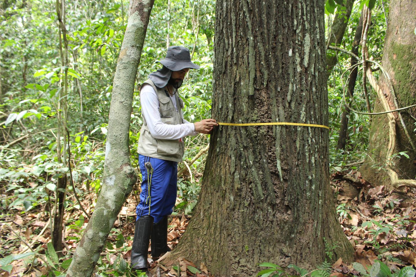 Measuring Brazil Nut Tree Trunk