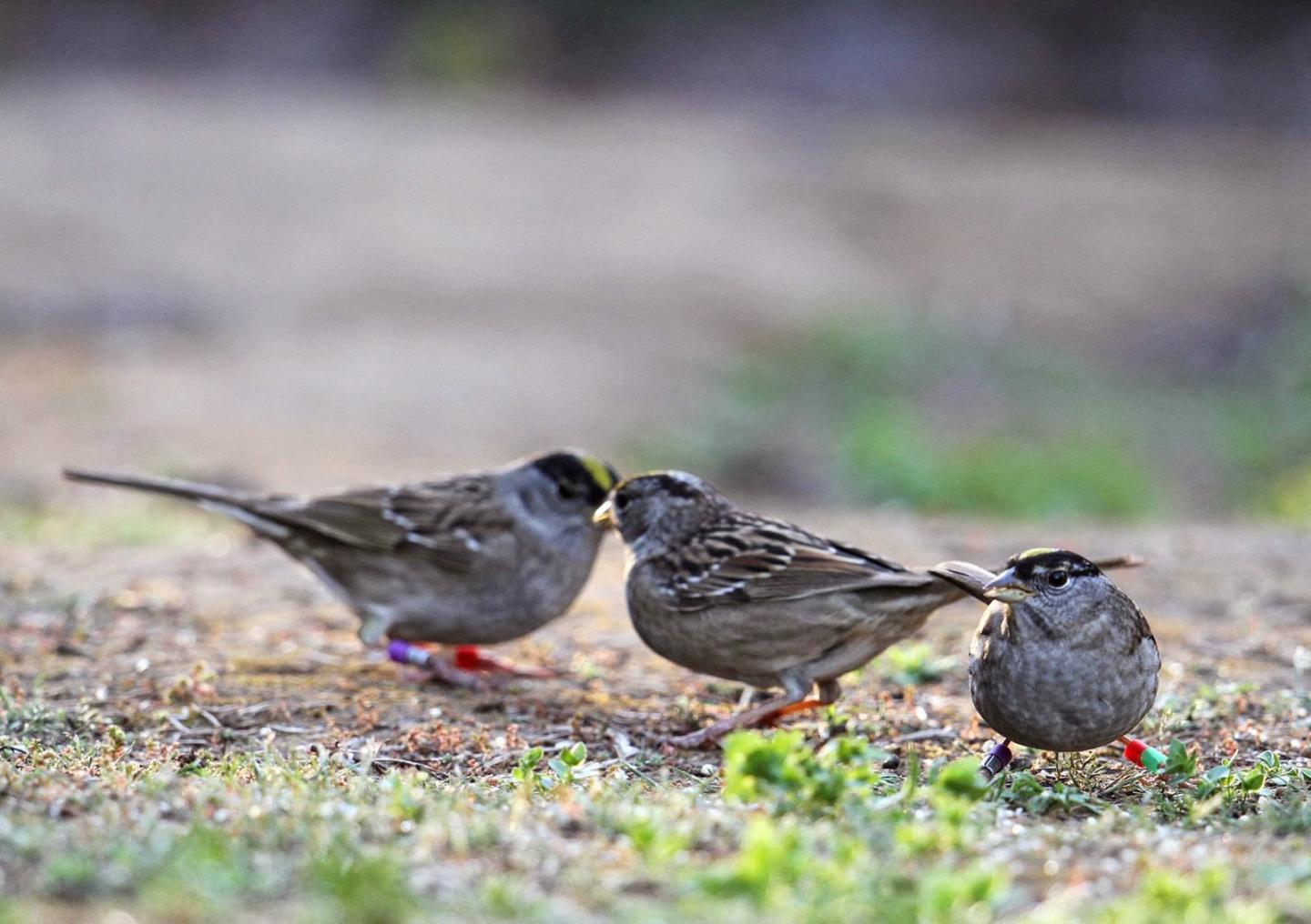 Three Golden-Crowned Sparrows in a Flock