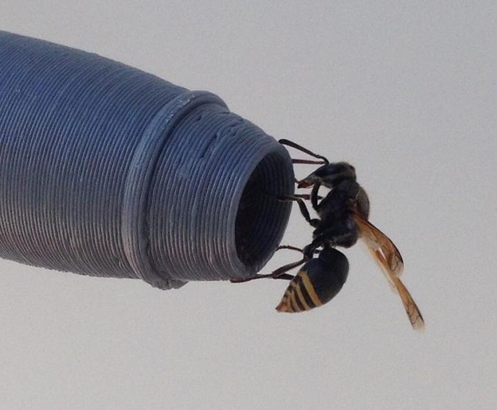 Keyhole wasps may threaten aviation safety