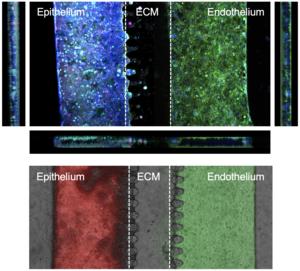 Fluorescence images showing cell structures highlighted with specific markers for the intestine and blood vessels. Thanks to the microfluidic chip, it is possible to create three-dimensional tubules that mimic the functioning of the intestinal barrier.