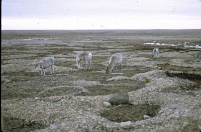 Spitsbergen Reindeer