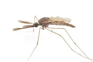 Male mosquito 1