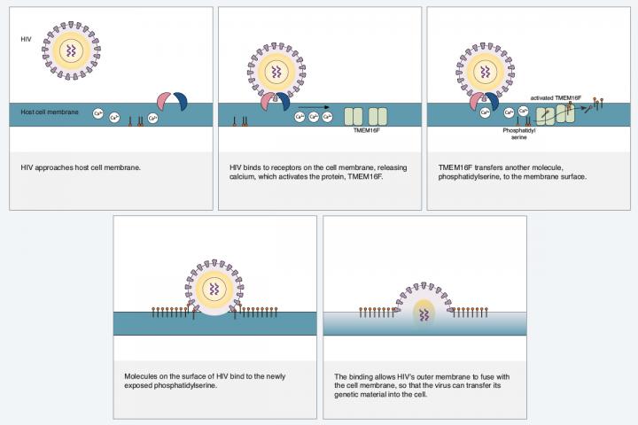 HIV Binding to Phosphatidyl Serine