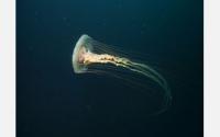 Scientists Discover Stinging Truths About Jellyfish Blooms in The Bering Sea (2 of 2)