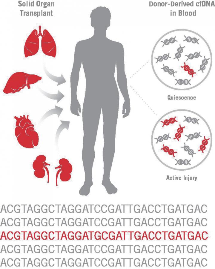 New Non-Invasive Assay May Improve Surveillance of Heart and Other Solid-Organ Transplants