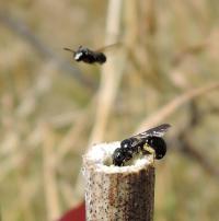 A Female C. Nigrolabiata Arrives at a Nest Entrance with a Pollen Load; Another Male Flies Around