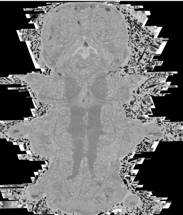 MoBIE, the new user-friendly, freely available tool developed by researchers, allows scientists to generate high resolution images of cells combined with multiple layers of information, such as genetic expression profiles, and view it from different angle