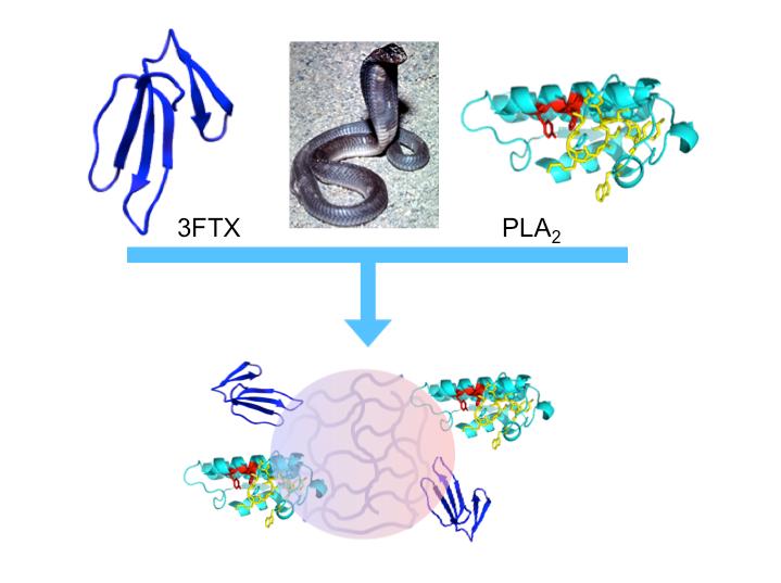 Nanoparticles to Treat Snakebites