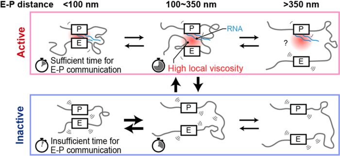 Reinforcing loops stabilize transcriptional bursting