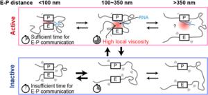 Reinforcing loops stabilize transcriptional bursting