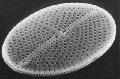 In Diatom Evolution, It Was Green Before Red (1 of 3)