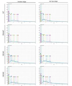 The spectral plots for the elemental composition of WT, RNAi#7, OEX#1, and OEX#2 tomato fruits.