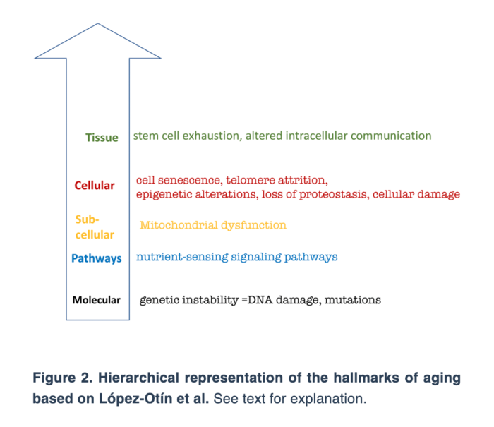 Hallmarks of cancer and hallmarks of aging