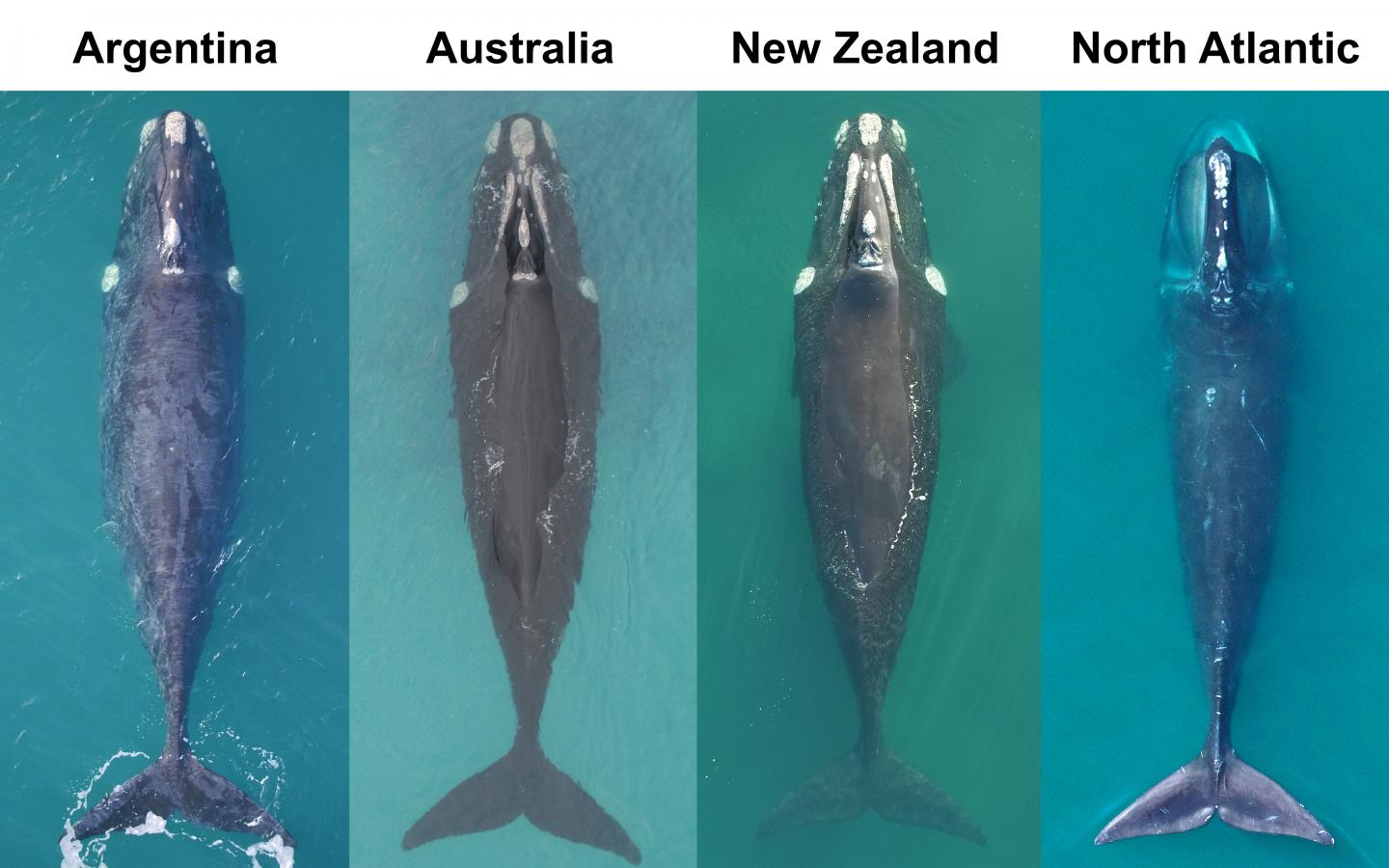 Southern vs. Northern right whales