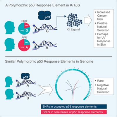 A Polymorphic p53 Response Element in KITLF