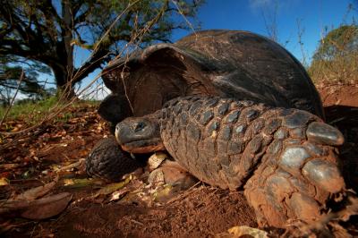 Galapagos Tortoise
