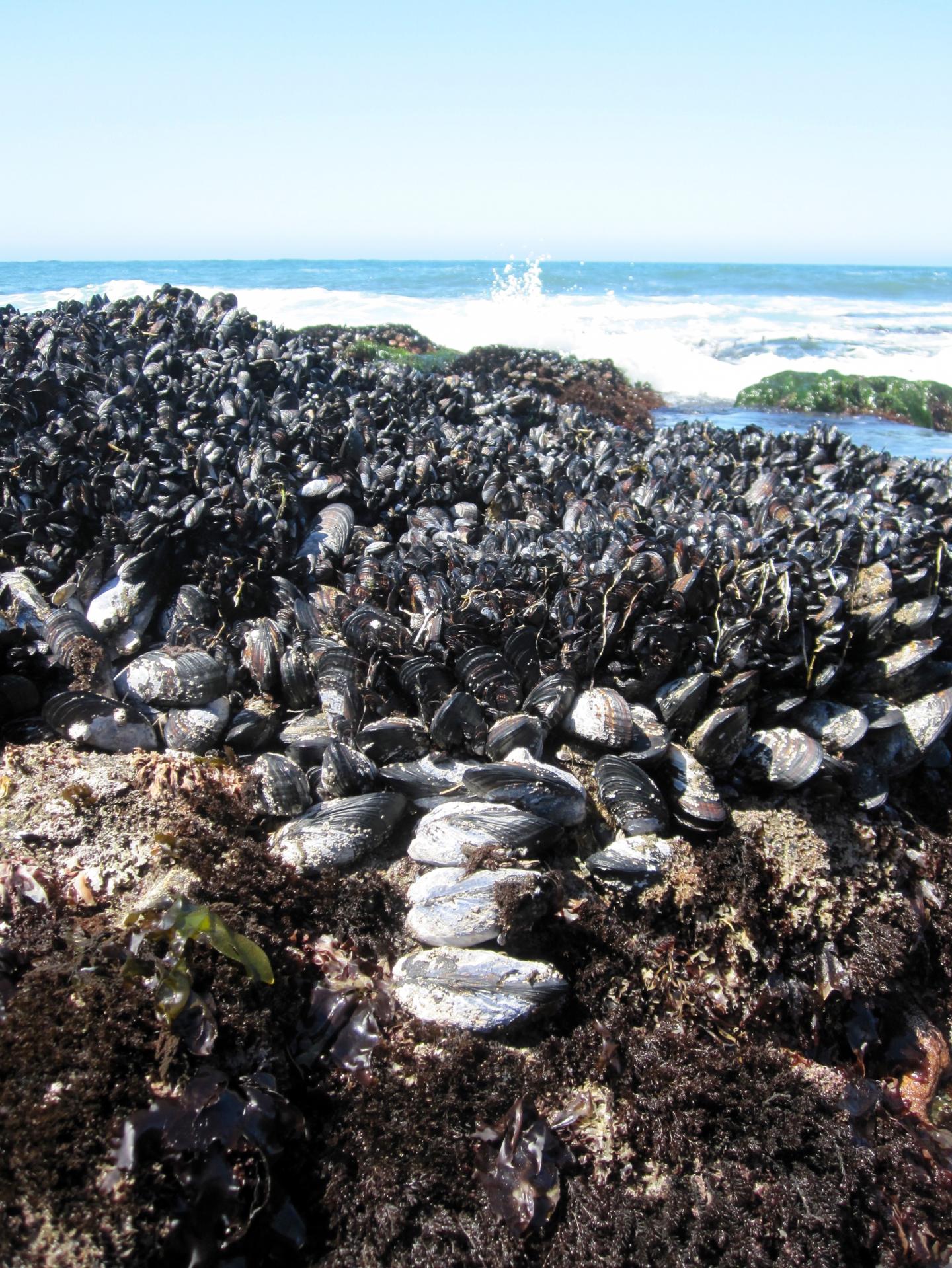 Mussel Beds [IMAGE] EurekAlert! Science News Releases