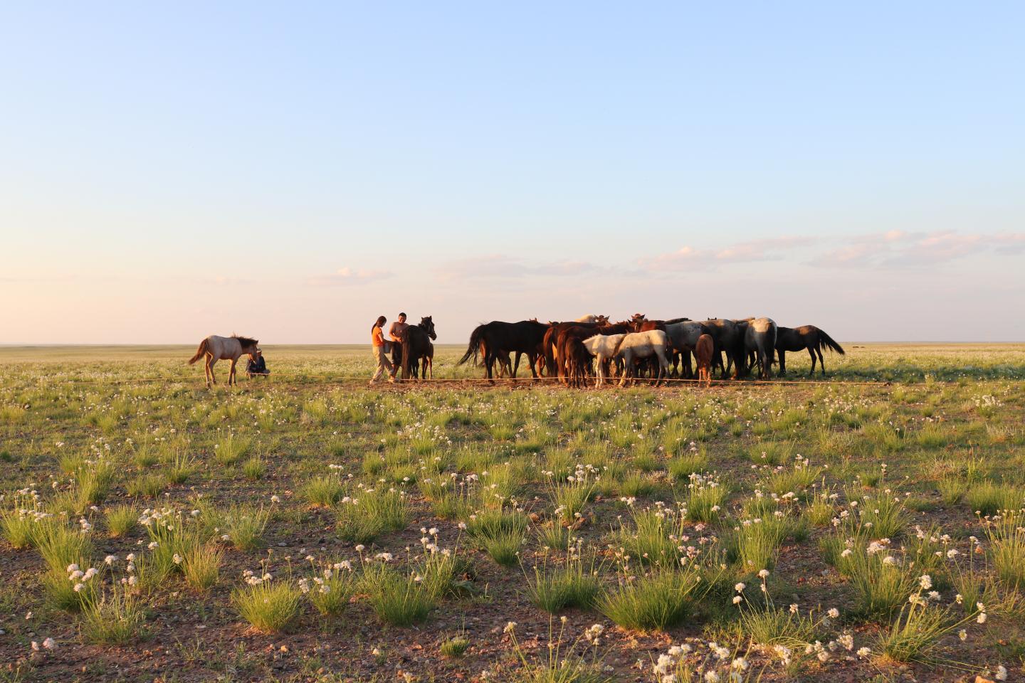Mongolian Horse Gerd