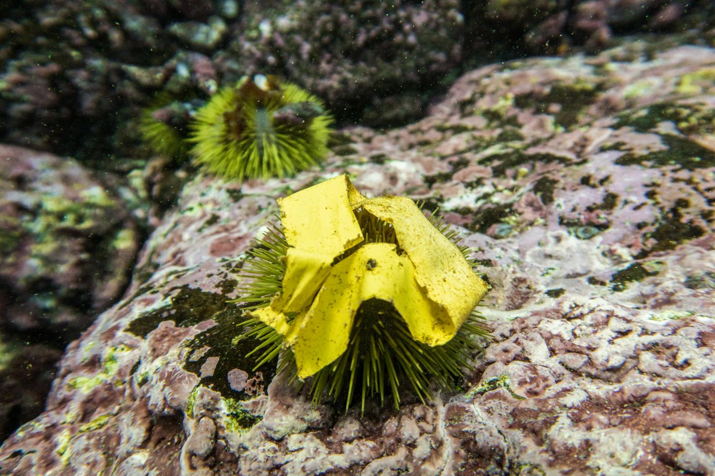 A piece of plastic tape found lying on an urchin