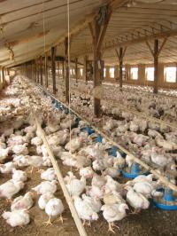 Typical Conventional Poultry House in the Mid-Atlantic Region