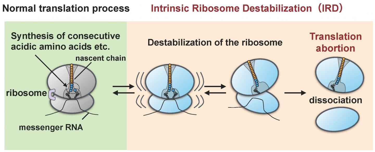Destabilization and Dissociation of the Ribosome
