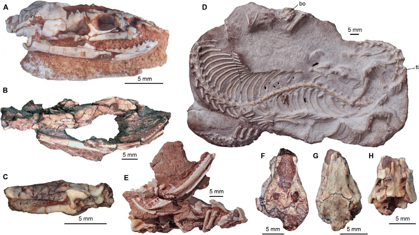 Najash Specimens from LBPA