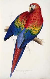 Scarlet Macaw Illustration