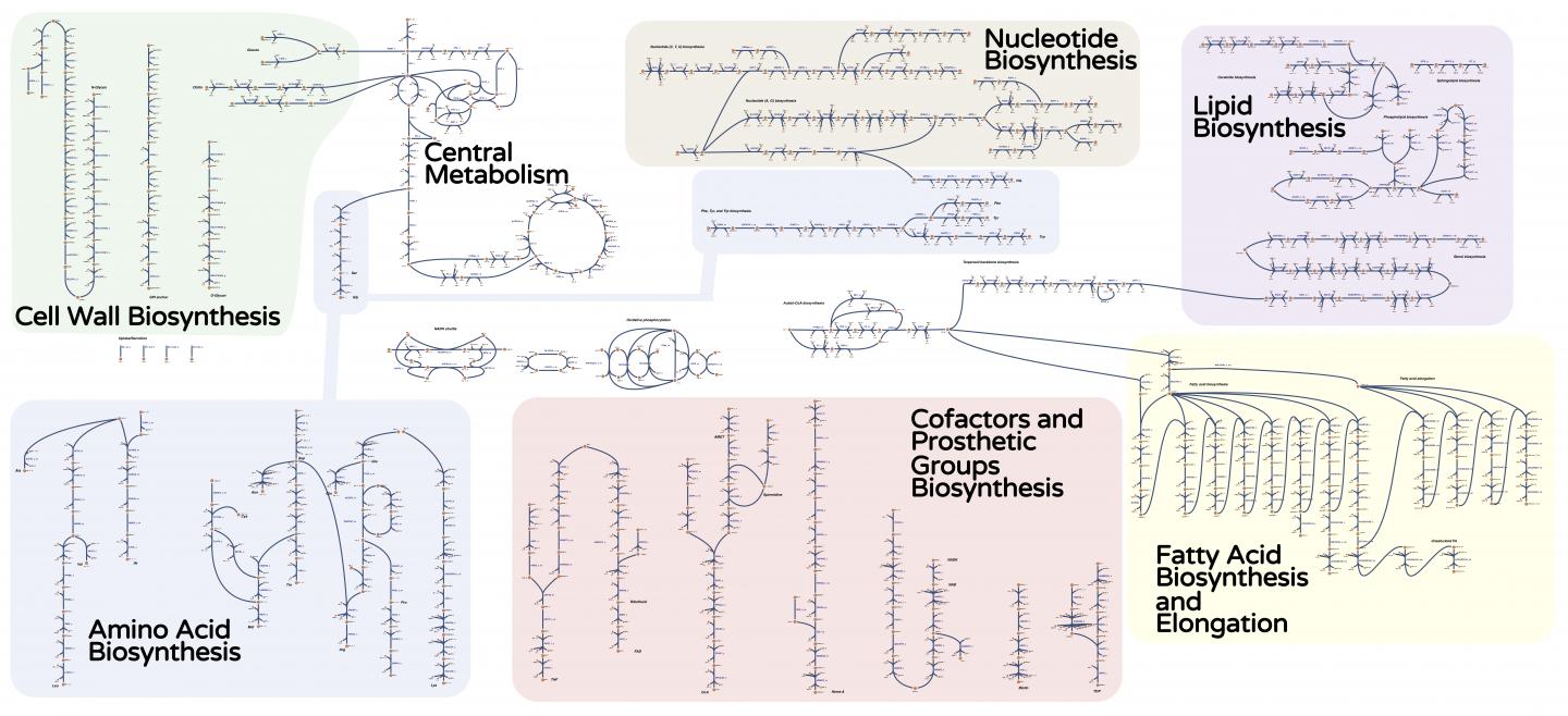 Metabolic Process