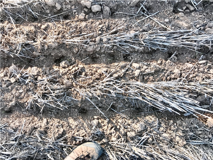 Precise mouse digging exactly where the seeds are