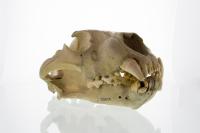 Tsavo Lion Skull