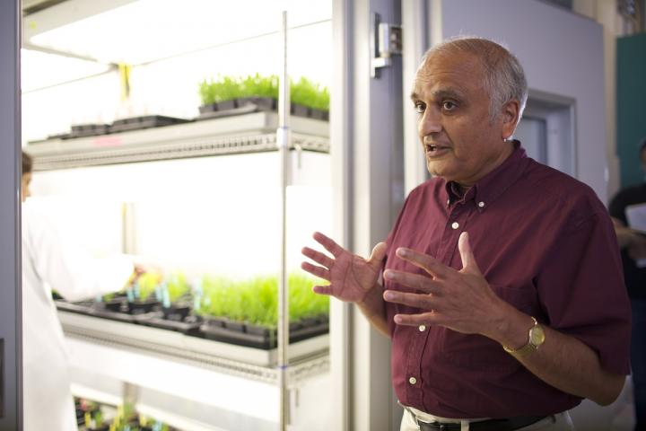 Dilip Shah, Ph.D., Principal Investigator at the Danforth Plant Science Center