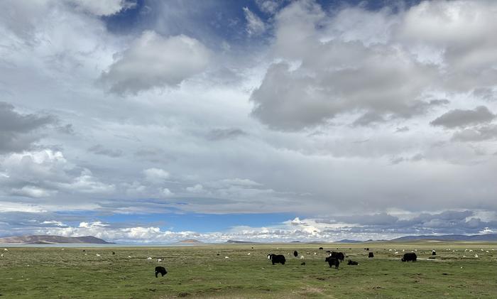 Yak and sheep