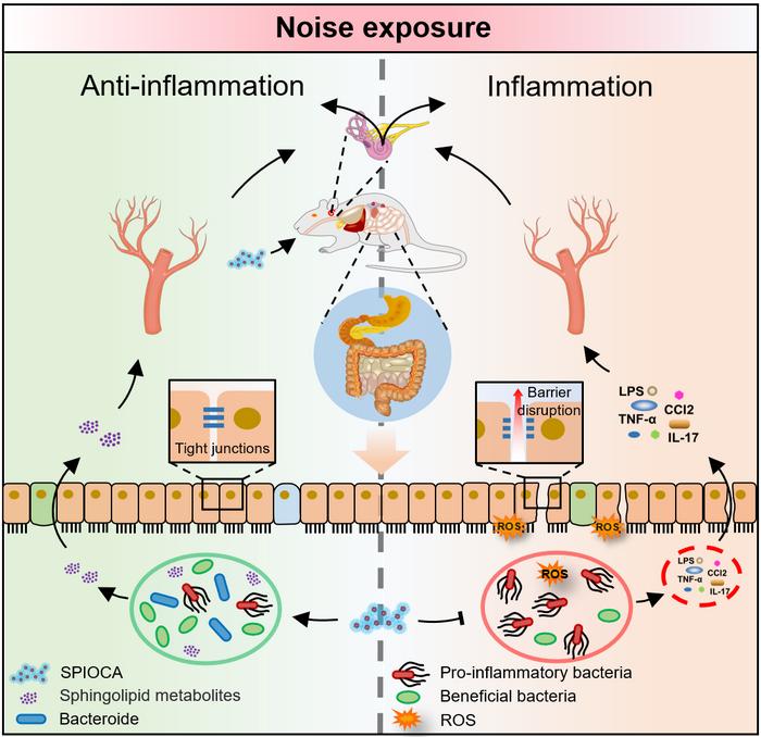 Illustration of nanoparticle iron oxide regulating gut microbiota to influence cochlear inflammation.