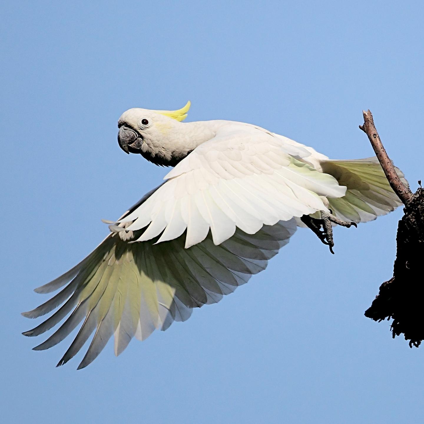 Yellow-Crested Cockatoo in Hong Kong