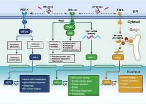 Overview of unfolded protein response (UPR) signalling.